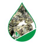 Žydinti arbata Century Lover 8 vnt. - Image 2